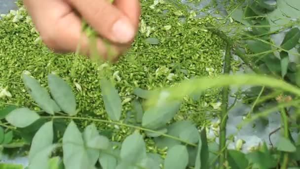 Mujer recogiendo flores para la farmacia — Vídeo de stock