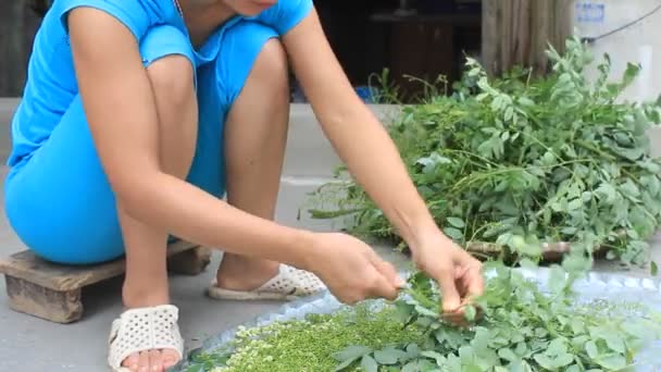 Mujer recogiendo flores para la farmacia — Vídeos de Stock