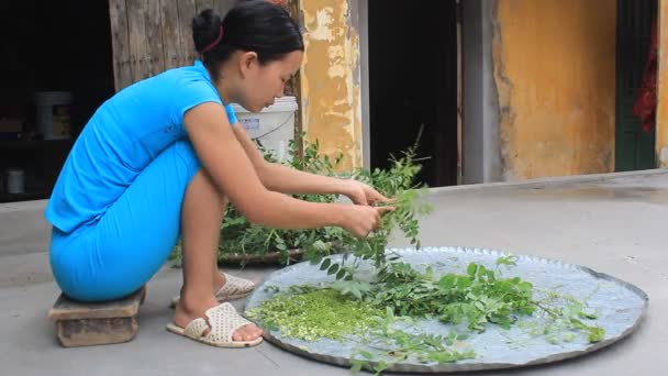 女性は、薬局の花を摘み — ストック動画