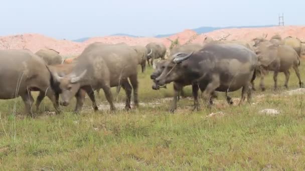 Grupo de pessoas pastoreando rebanho de búfalo — Vídeo de Stock