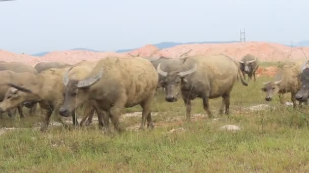 Grupo de personas pastoreando rebaños de búfalos — Vídeo de stock