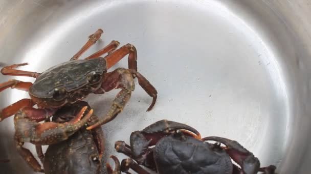 Crab crawling cena — Vídeo de Stock