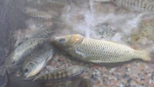 Vissen in het water — Stockvideo