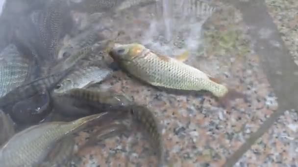 Vissen in het water — Stockvideo