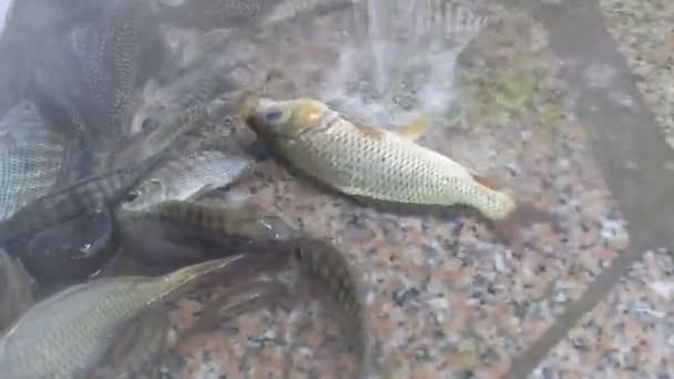Poissons dans l'eau 