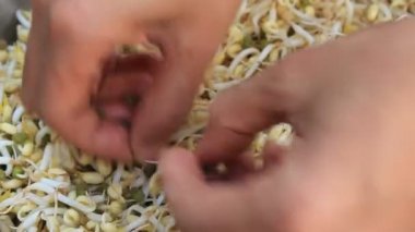 yıkama ve fasulye Filiz temiz