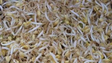 yıkama ve fasulye Filiz temiz