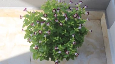 Rüzgardaki mor çiçek