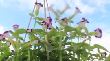 Rüzgardaki mor çiçek