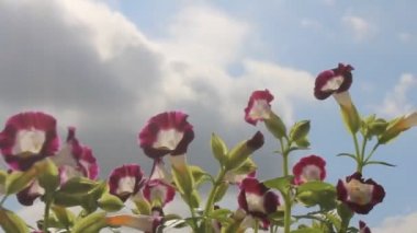 Rüzgardaki mor çiçek