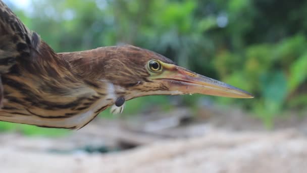 Ixobrichus sinensis — стоковое видео