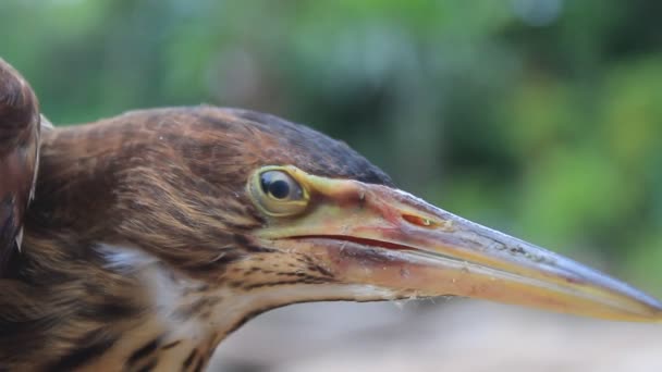 Ixobrychus sinensis — Video Stock