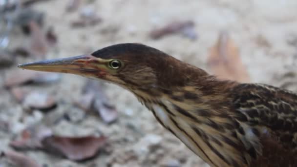 Ixobrychus sinensis — Stock video