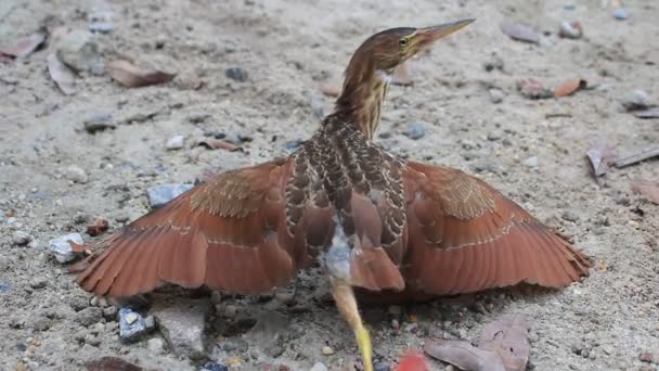 Ixobrychus sinensis – Stock-video