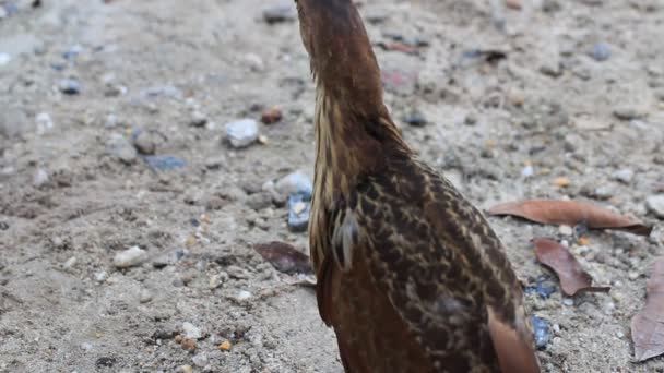 Ixobrychus sinensis — Vídeo de Stock