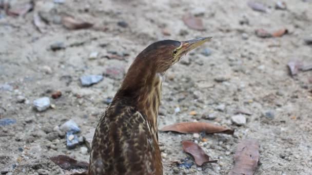 Ixobrychus sinensis — Video