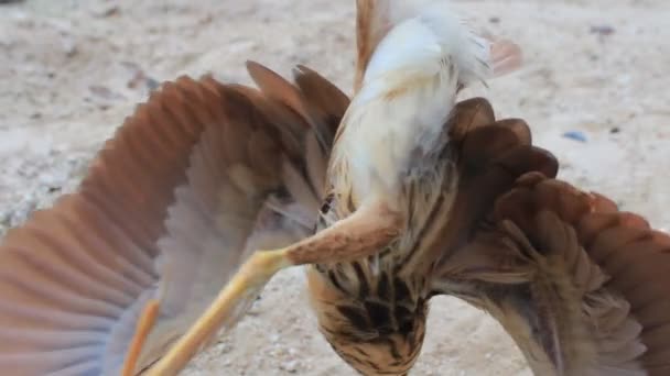 Ixobrychus sinensis — Vídeo de Stock