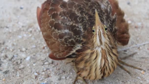 Ixobrychus sinensis — Vídeo de Stock