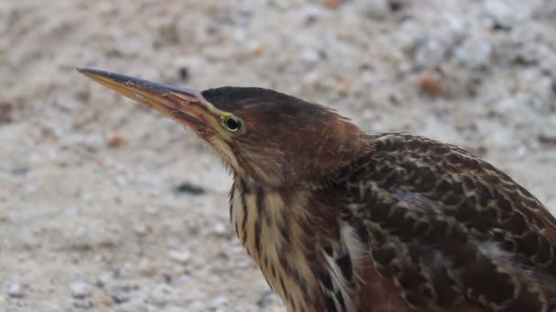 Ixobrychus sinensis — Stok video