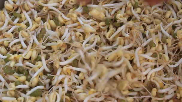 Wash and clean the bean sprout — Stock Video
