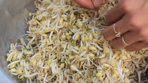Wash and clean the bean sprout — Stock Video