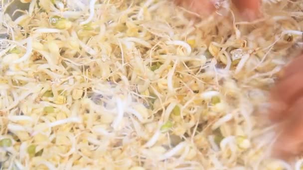 Karınca yemi taşımak Telifsiz video © dinhngochung Stok çekim 79555558