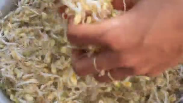 Wash and clean the bean sprout — Stock Video