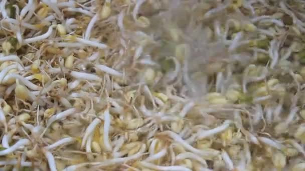 Laver et nettoyer le germe de haricot 