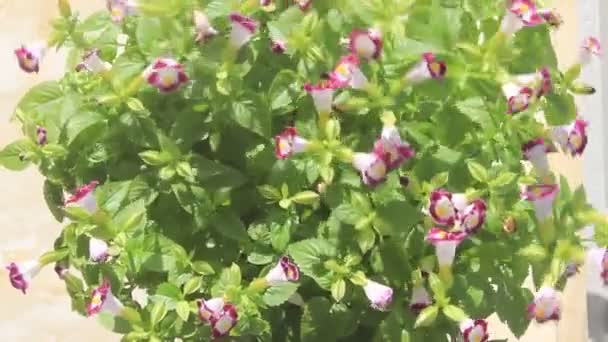 Paarse bloem in de wind — Stockvideo