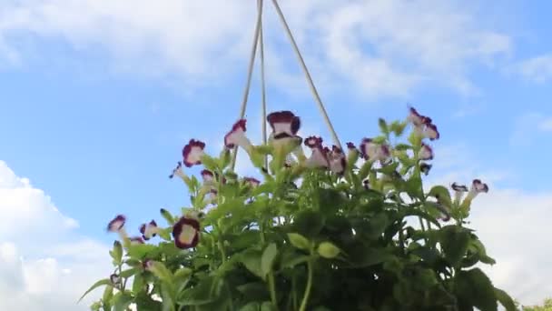 Flor púrpura en el viento — Vídeos de Stock