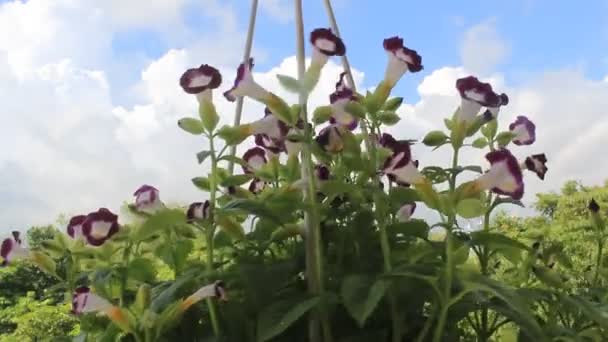 Flor púrpura en el viento — Vídeos de Stock