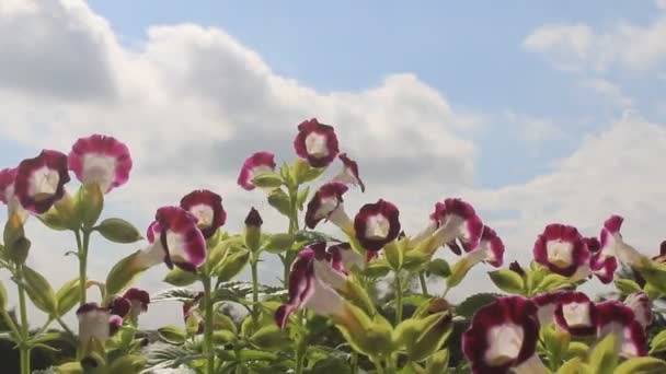 Flor púrpura en el viento — Vídeos de Stock