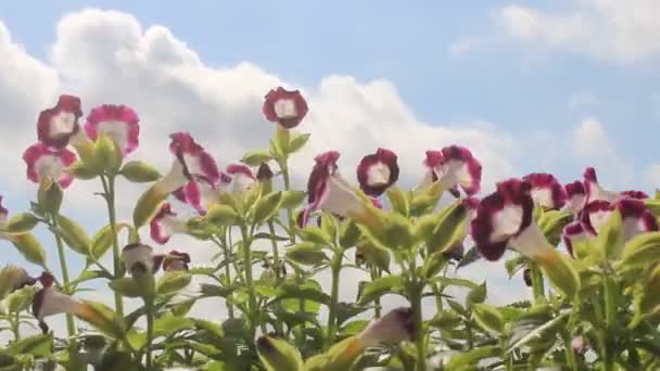 Flor púrpura en el viento — Vídeos de Stock