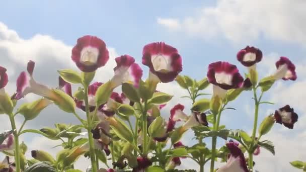 Flor púrpura en el viento — Vídeos de Stock