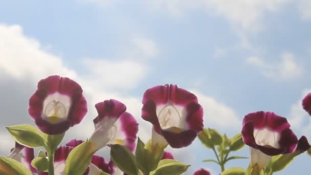 Фиолетовый цветок на ветру — стоковое видео