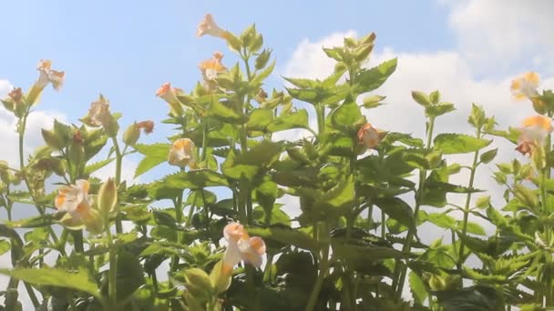 Fialový květ ve větru — Stock video