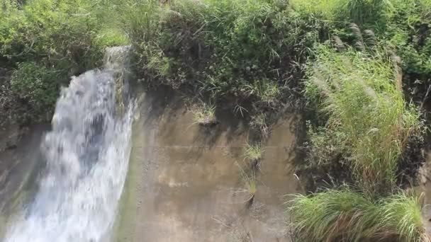 Fluyendo arroyo en el bosque — Vídeo de stock