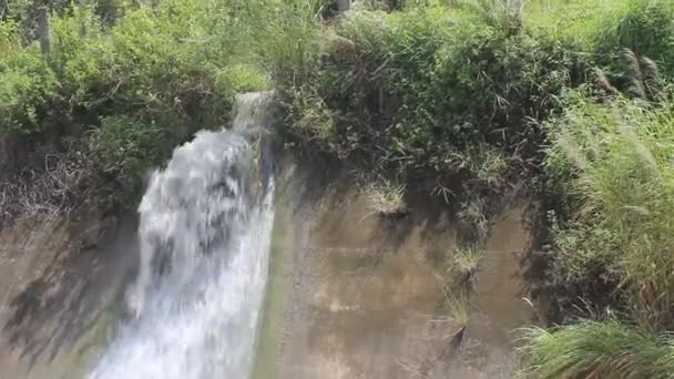 Fließender Bach im Wald — Stockvideo