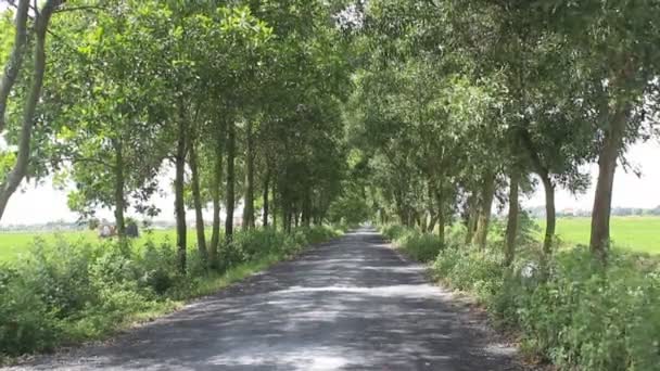 Gute Straßenbäume auf dem Land — Stockvideo