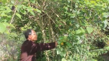 Tıp adamı dağda şifalı otlar toplayıp