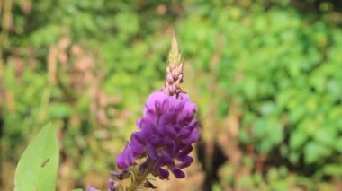 Rüzgardaki mor çiçek