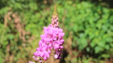 Rüzgardaki mor çiçek