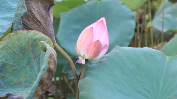 The lotus in the pond — Stock Video