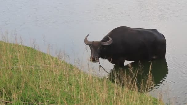 Buffalo, koupání ve vodě — Stock video