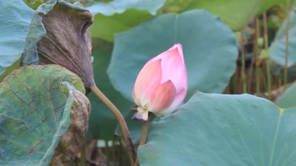 The lotus in the pond — Stock Video