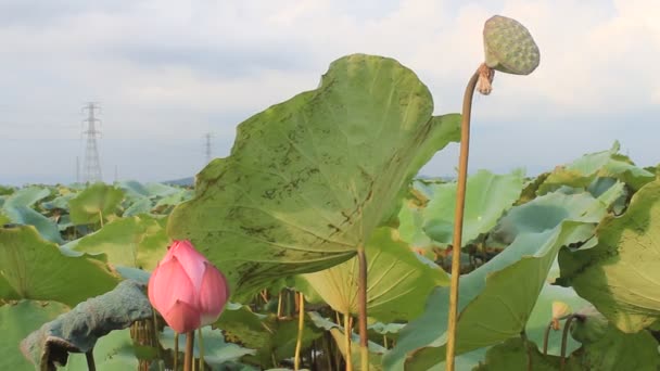 Η lotus στη λίμνη — Αρχείο Βίντεο