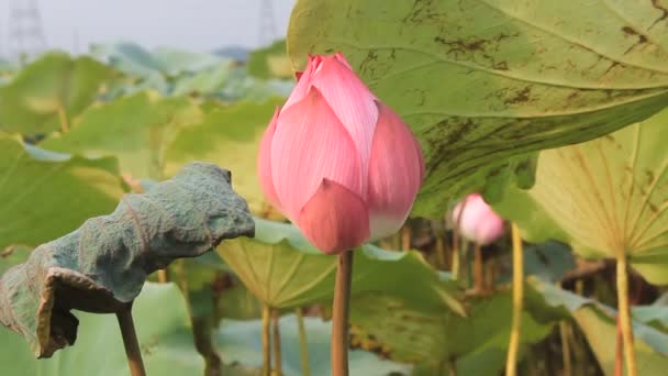 Der Lotus im Teich — Stockvideo