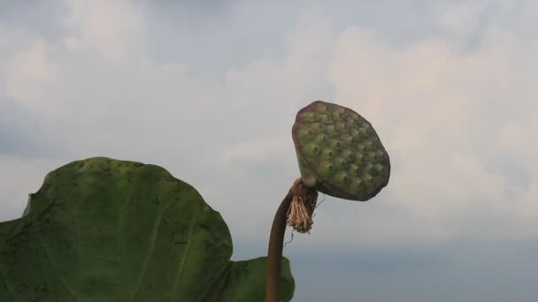 Feuille de lotus vert dans le vent — Video