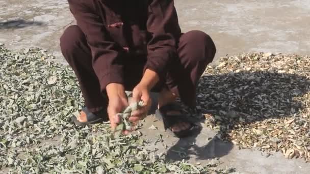 Le guérisseur et les herbes médicinales — Video