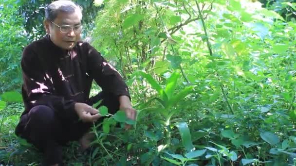 The medicine man and medicinal herbs — Stock Video